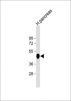CPB1 Antibody (N-term)