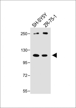 PCDHA8 Antibody (C-term)