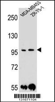 PCDH1 Antibody (N-term)