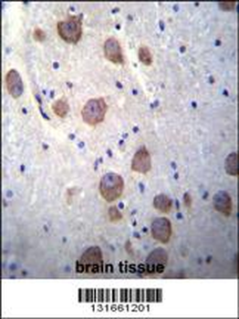 RGS7 Antibody (C-term)