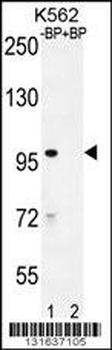 IQCA1 Antibody (C-term)