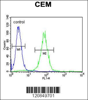 PSMAL Antibody (C-term)