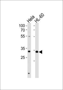 TFAP4 Antibody (Center)