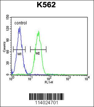 TBX6 Antibody (C-term)