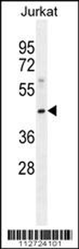 MOGT3 Antibody (C-term)