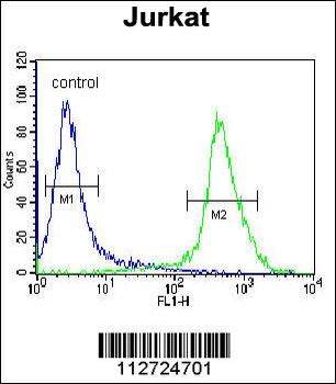MOGT3 Antibody (C-term)