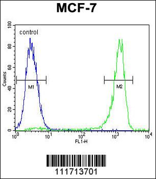 VEGF3 Antibody (N-term)