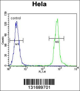 ZNF384 Antibody (C-term)