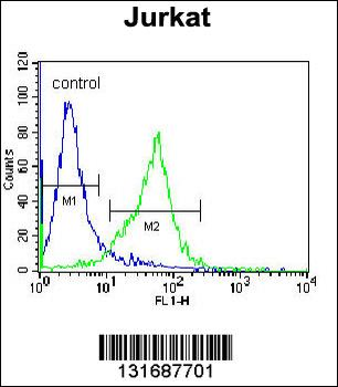 GCLC Antibody (N-term)
