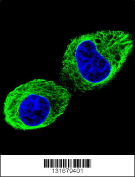 TUBB2B Antibody (N-term)