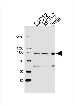 HSP90B1 Antibody (Center)