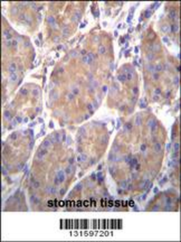 HSP90B1 Antibody (Center)