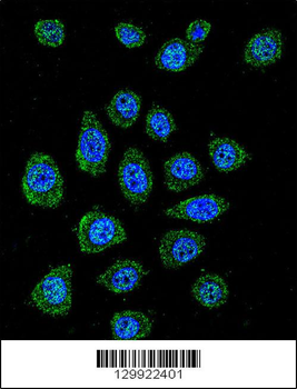 PABPN1L Antibody (Center)