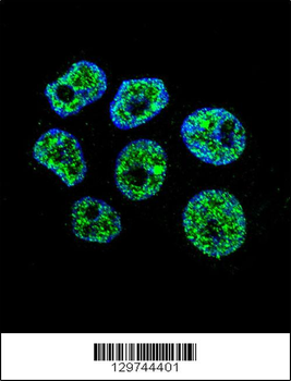 WDR42C Antibody (N-term)