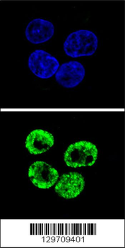 CCNI2 Antibody (Center)