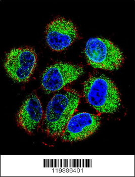 TBC1D13 Antibody (Center)