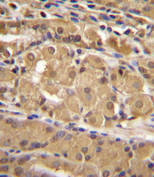 IRF9 Antibody (N-term)
