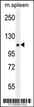PELP1 Antibody (Center R759)