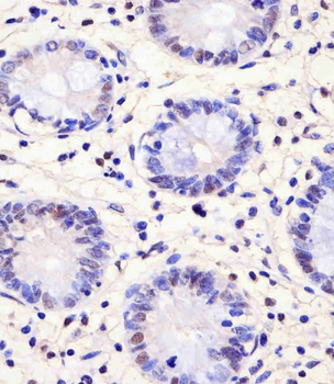 PELP1 Antibody (Center R759)