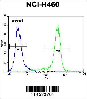 GAS1 Antibody (N-term)