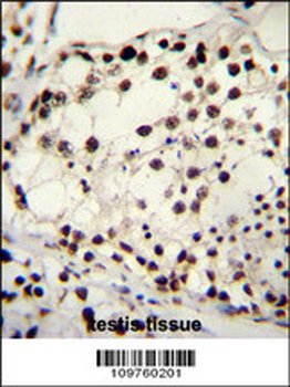 TRIM28 Antibody (N-term)