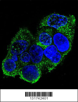 COL8A2 Antibody (C-term)