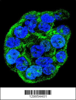 WTIP Antibody (C-term)