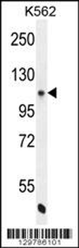 eNos Antibody (S1177)
