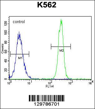 eNos Antibody (S1177)