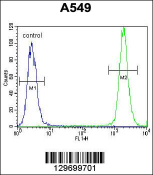 TRIM9 Antibody (C-term)
