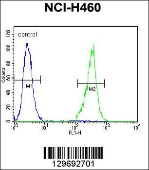TRIM65 Antibody (Center)