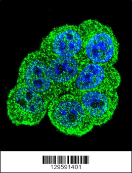 DEF Antibody (N-term)