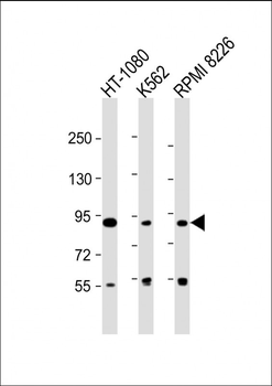 DEF Antibody (N-term)
