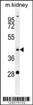 GOT1L1 Antibody (C-term)