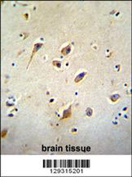 GOT1L1 Antibody (C-term)