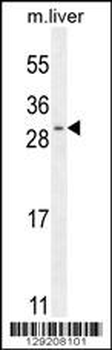 SHISA3 Antibody (C-term)