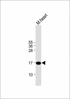 IER3 Antibody (N-term)