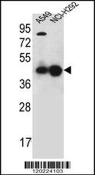 PURA Antibody (C-term)