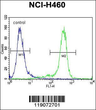 NBN Antibody (C-term)