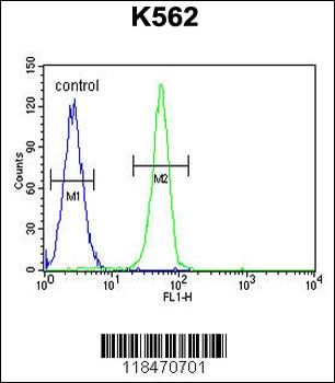 PLEKHA4 Antibody (N-term)