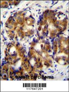HMMR Antibody (C-term)