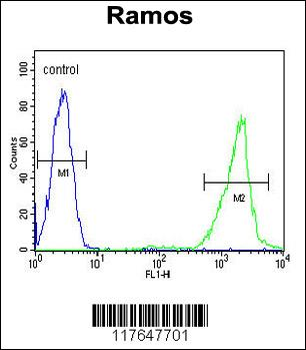 HMMR Antibody (C-term)