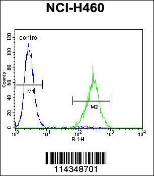SOX1 Antibody (N-term)