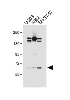PALM3 Antibody (C-term)