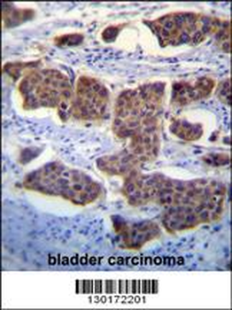 PALM3 Antibody (C-term)