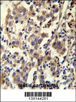 CCDC110 Antibody (C-term)