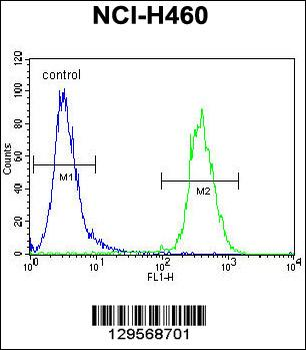 SRD5A2L2 Antibody (C-term)
