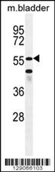 SHQ1 Antibody (N-term)