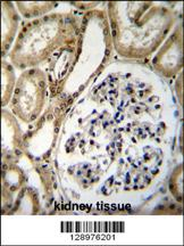 BRUNOL6 Antibody (N-term)