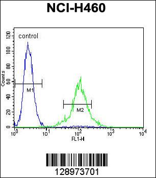 TMEM100 Antibody (C-term)